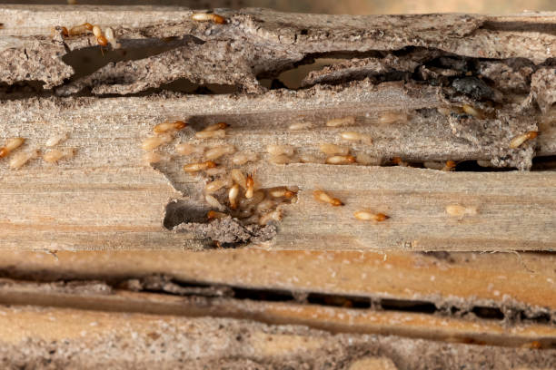 Best Cockroach Control Services  in Englewood, CO