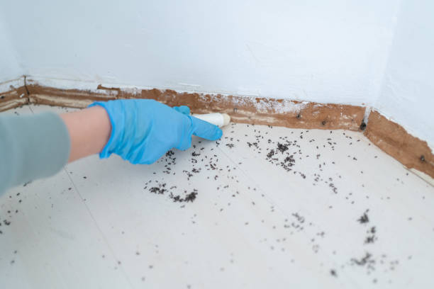 Best Ant Control Services  in Englewood, CO